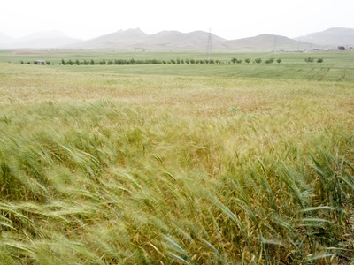Bijar wheat farm
