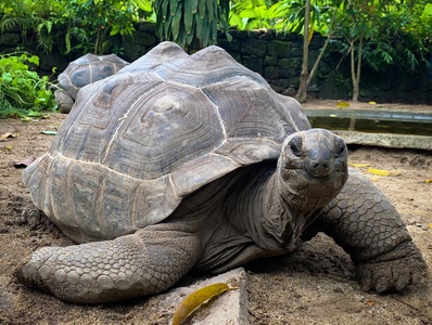 Giant Tortoises of the Seychelles