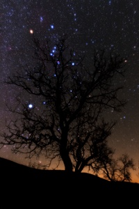 Orion and Sirius