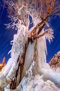 Frozen tree